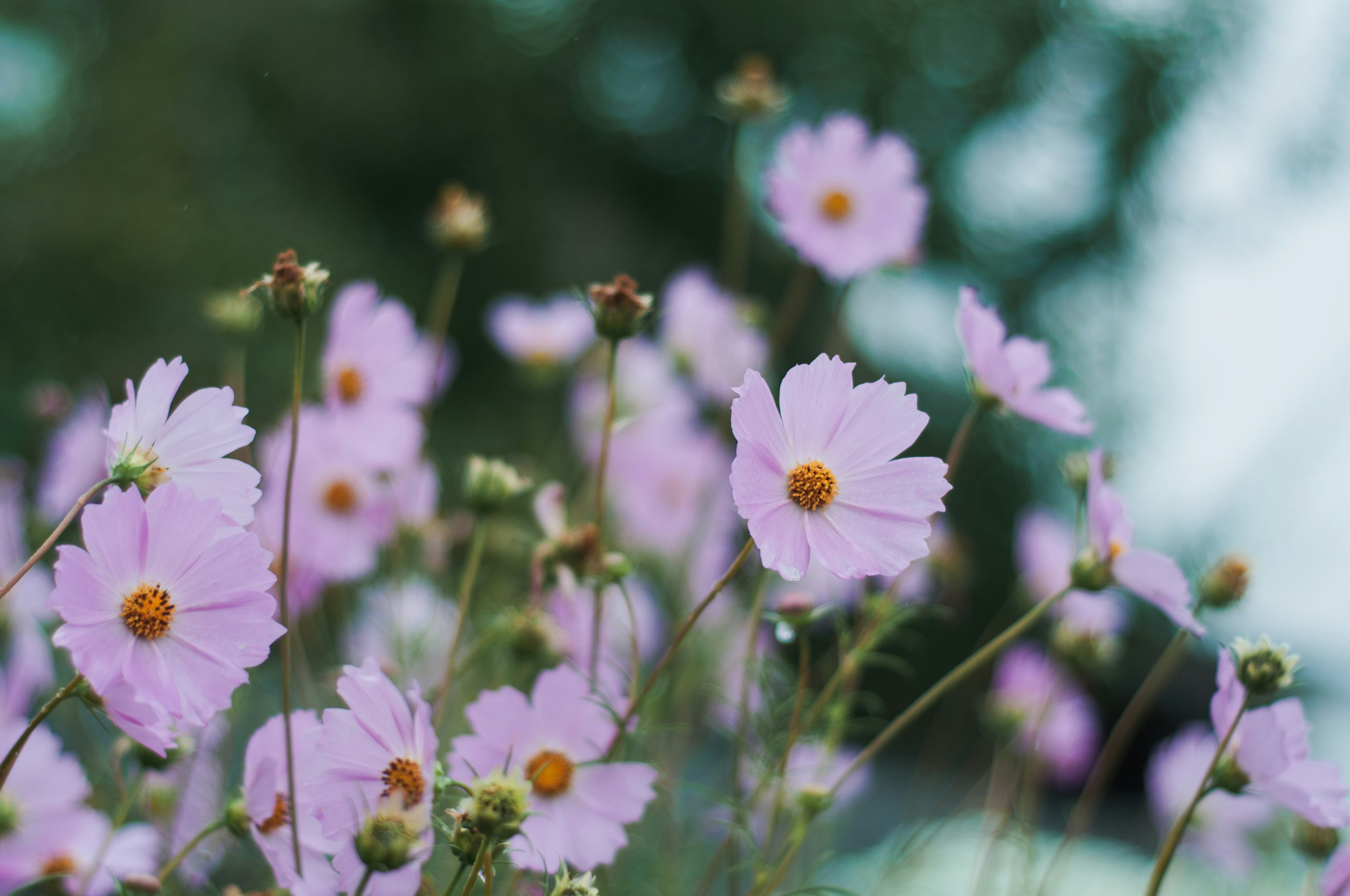 pink and white flowers in tilt shift lens